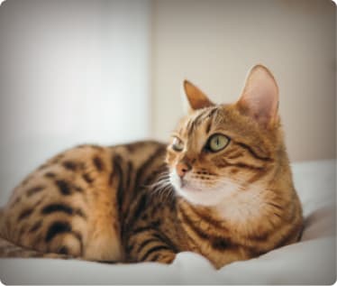 Animal