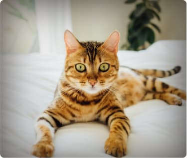 Animal