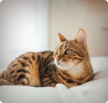 sub animal